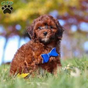Green Bean, Miniature Poodle Puppy
